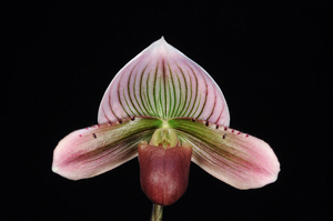 Paphiopedilum N.R Rebecca HCC/AOS 78 pts.